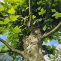 Platanus hispanica - 2