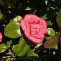 Camellia japonica - 1