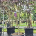 Acer palmatum 'Bloodgood' - Foto 2
