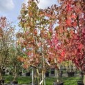 Liquidambar styraciflua - 2