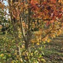 Pyus calleryana 'Chanticleer' - 1