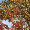 Pyus calleryana 'Chanticleer' - 2