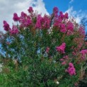 Lagerstroemia indica 'Rosea' - 3