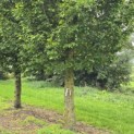 Carpinus betulus 'Frans Fontaine' - Foto 1