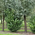 Prunus laur. Rotundifolia - 1