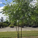 Betula nigra - 5
