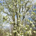 Pyus calleryana 'Chanticleer' - 6