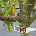 Prunus domestica 'President' - Foto 5