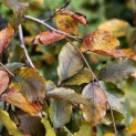 Fagus sylvatica 'Purple Fountain' - 5