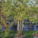 Sequoia sempervirens 'Illa Martin' - 2