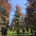 Fagus sylvatica 'Atropunicea' - 1