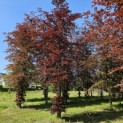 Fagus sylvatica 'Atropunicea' - 2