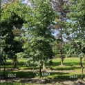 Liquidambar Styraciflua - Foto 1