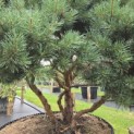 Pinus sylvestris 'Watereri' - 4