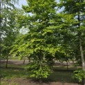 Fagus sylvatica - 3