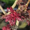Acer palmatum 'Trompenburg' - 4