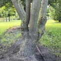 Catalpa erubescens 'Purpurea' - 6