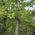 Ginkgo biloba - 2