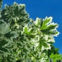Acer platanoides 'Dummondii' - gevlekte esdoorn blad