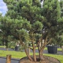 Pinus sylvestris 'Watereri' - 1
