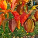 Cornus kousa - 1