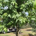 Liquidambar styraciflua - 7