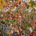 Liquidambar styraciflua - 1