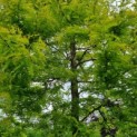 Gleditsia triacanthos 'Sunburst' - Afbeelding 4