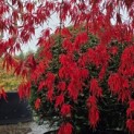 Acer palmatum 'Garnet' - 1