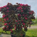Rhododendron Yakushimanum ‘Fantastica' - 3