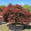 Acer palmatum 'Dragon's fire' - 1