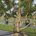 Pinus sylvestris - 3