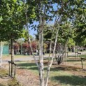 Betula utilis 'Doorenbos' - 5