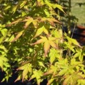 Acer palmatum 'Bi-hoo' - 1