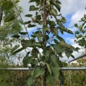 Davidia involucrata - 3