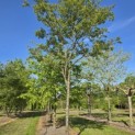 Amelanchier lamarckii - Foto 2