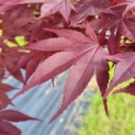 Acer palmatum 'Bloodgood' - Afbeelding 1