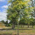Gleditsia triacanthos ‘Sunburst' - Foto 4