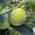 Diospyros 'Nikita's Gift' - Foto 2