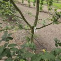 Carpinus betulus - 1