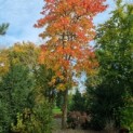 Liquidambar styraciflua - Afbeelding 3