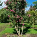 Lagerstroemia indica 'Rosea' - 1