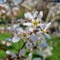 Amelanchier lamarckii - Afbeelding 3
