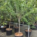 Prunus domestica 'Reine Claude d'Oullins' - 1