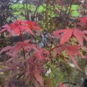 Acer palmatum 'Skeeter's Broom' - Foto 1