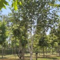 Betula utilis 'Jacquemontii' (Doorenbos) - 3