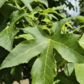 Liquidambar styraciflua - 1