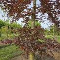 Fagus sylvatica 'Atropunicea' - Foto 3