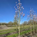Magnolia 'Heaven Scent' - Foto 2