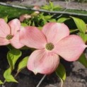Cornus 'Stellar Pink'  bloemen